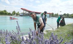 Kayseri'de lavanta hasadı başladı